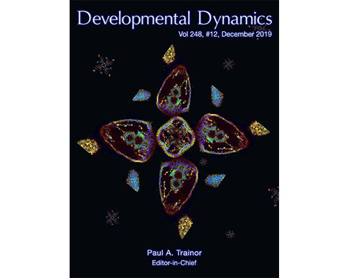 Magazine cover: Developmental Dynamics December 2021