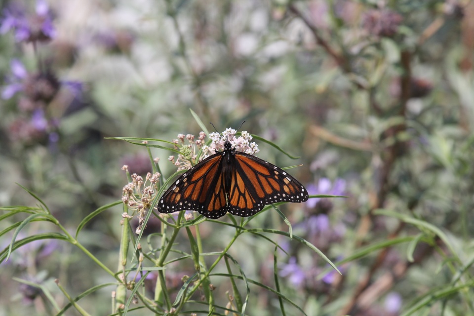 Monarch butterfly rests on narrowleaf milkweed surrounded by native wildflowers.